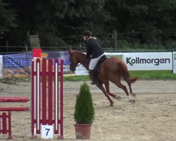 Reitturnier Bergisch Gladbach-Paffrath 2015