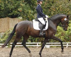 broodmare Farina B (Oldenburg, 2011, from Fürstenball)