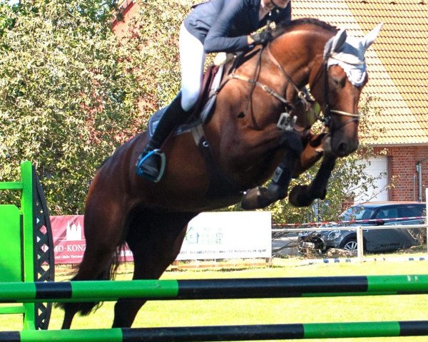 jumper Calypsa G (German Sport Horse, 2014, from Cellestial)