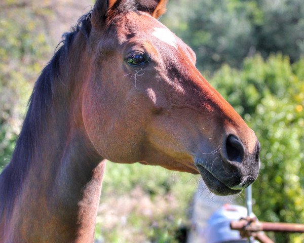 horse Kantara CH (Swiss Warmblood, 2009, from Karondo vom Schlösslihof)