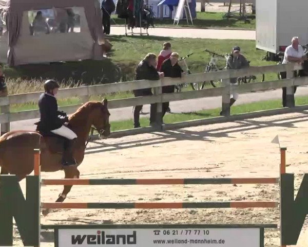 Reitturnier Linkenheim-Hochstetten 2015