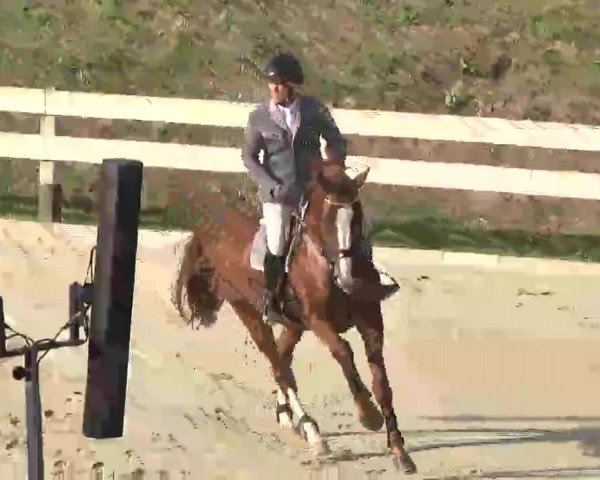 Reitturnier Linkenheim-Hochstetten 2015