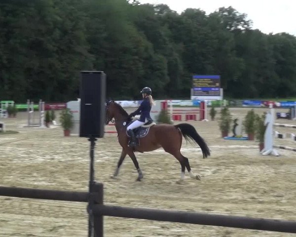 Reitturnier Bergisch Gladbach-Paffrath 2015