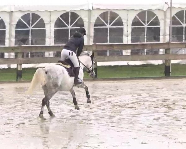 Reitturnier Linkenheim-Hochstetten 2015