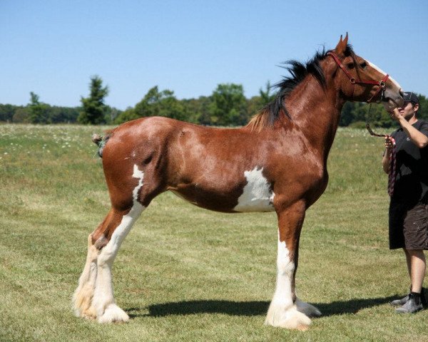 Zuchtstute Dominatrix of Double Shoe (Clydesdale, 2010, von Deighton Dominator) Zuchtstute Dominatrix of Double Shoe (Clydesdale, 2010, von Deighton Dominator)