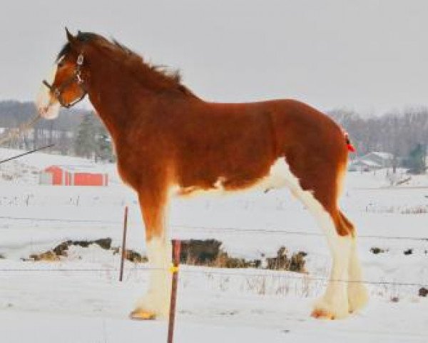 horse Brookside Pete (Clydesdale, 2017, from Irish Thunder's Celtic Dawson)