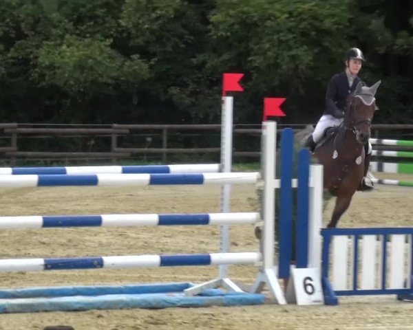 Reitturnier Bergisch Gladbach-Paffrath 2015