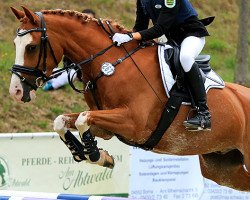 Springpferd Don Romantic 2 (Deutsches Reitpony, 2012, von Da Capo)