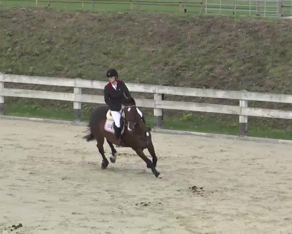 Reitturnier Linkenheim-Hochstetten 2015