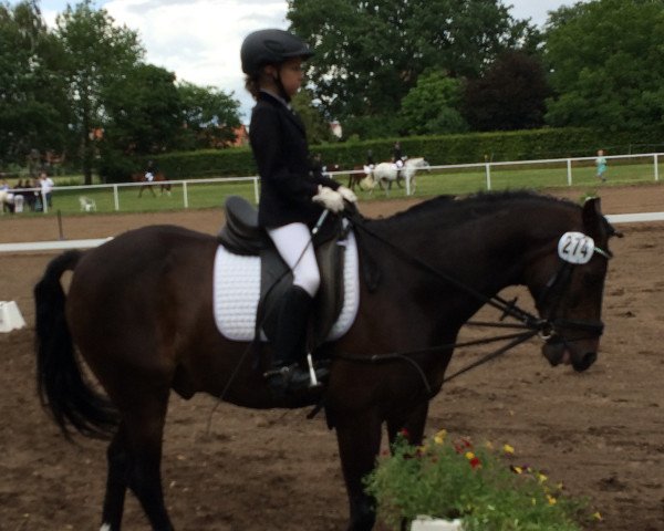 jumper Campanjero (German Riding Pony, 2004, from Constantin)