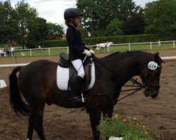 jumper Campanjero (German Riding Pony, 2004, from Constantin)