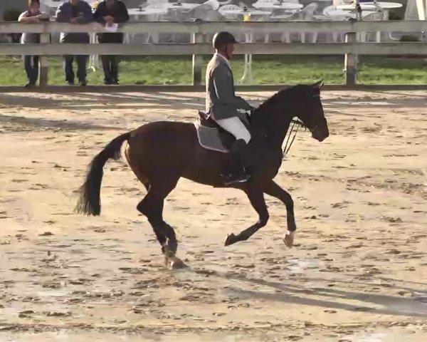 Reitturnier Linkenheim-Hochstetten 2015
