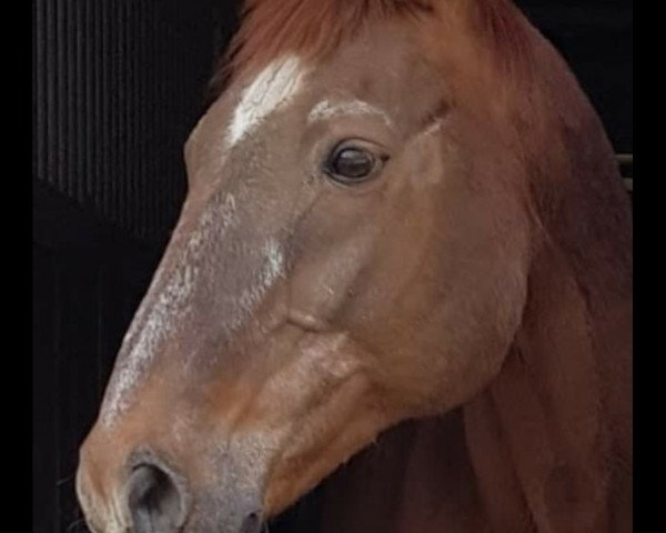 horse Rudi Resolut (Westphalian, 1994, from Resolut)
