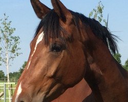 jumper Ferstlhof's Colinka (German Sport Horse, 2015, from Colore)