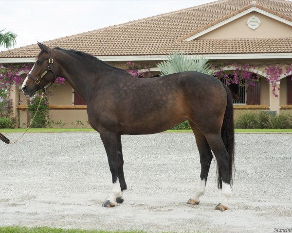 horse Tajmyra Greenfield (Nederlands Rijpaarden en Pony, 2002, from Lancelot)