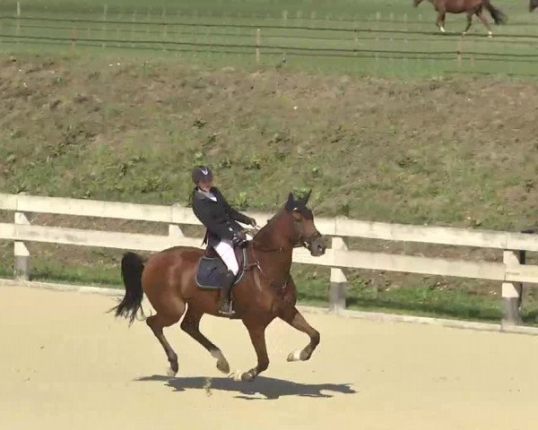 Reitturnier Linkenheim-Hochstetten 2015
