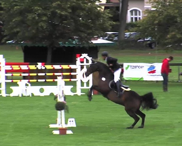 Reitturnier Bad Segeberg 2015
