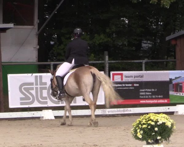 Dressurturnier Meinerzhagen 2015