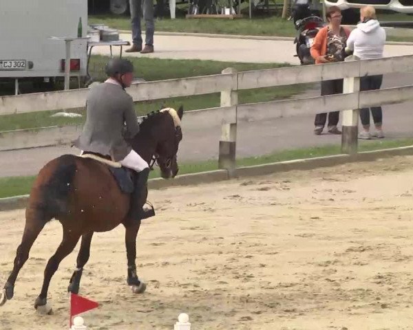 Reitturnier Linkenheim-Hochstetten 2015