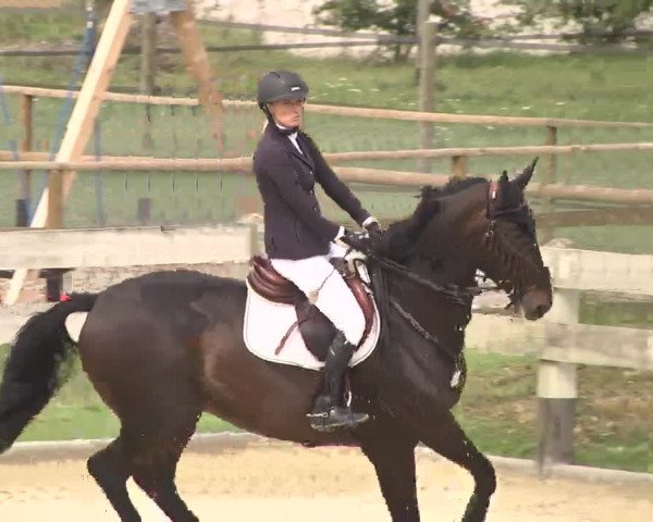 Reitturnier Linkenheim-Hochstetten 2015