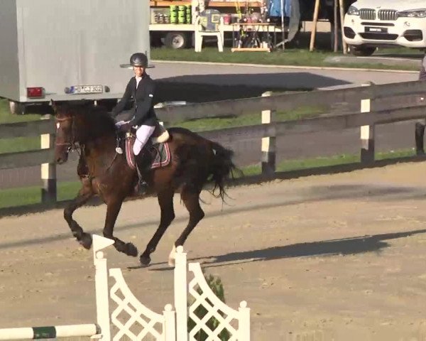 Reitturnier Linkenheim-Hochstetten 2015