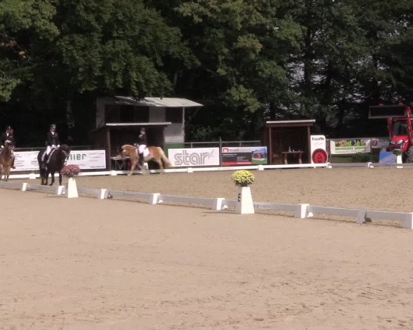 Dressurturnier Meinerzhagen 2015
