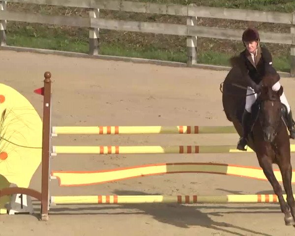 Reitturnier Linkenheim-Hochstetten 2015