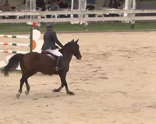 Reitturnier Linkenheim-Hochstetten 2015