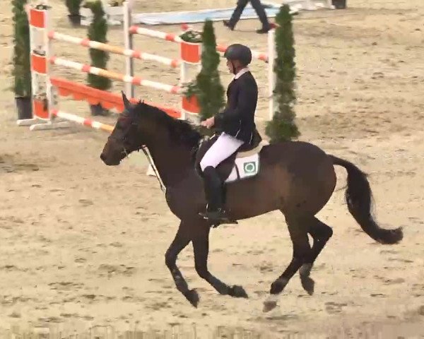 Reitturnier Linkenheim-Hochstetten 2015