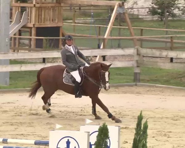 Reitturnier Linkenheim-Hochstetten 2015