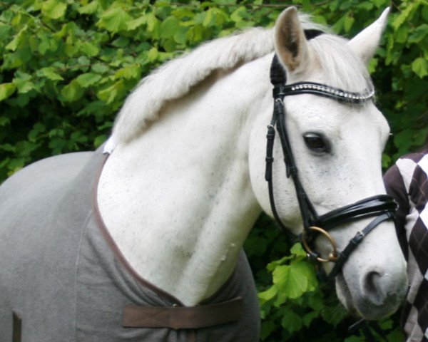 dressage horse Gino 306 (New Forest Pony, 1996, from Golden Dream)