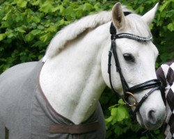 Dressurpferd Gino 306 (New-Forest-Pony, 1996, von Golden Dream)