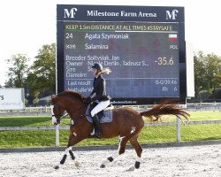 jumper Salamina (Polish Warmblood, 2012, from Socrates)