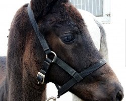 jumper Kannabis (Hanoverian, 2018, from Karajan)