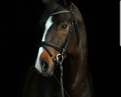 dressage horse Digger - MF (Hanoverian, 2014, from Don Frederic 3)