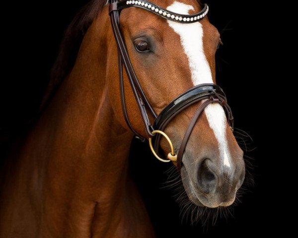 Pferd Daisy 953 (Westfale, 2008, von Dramatic)