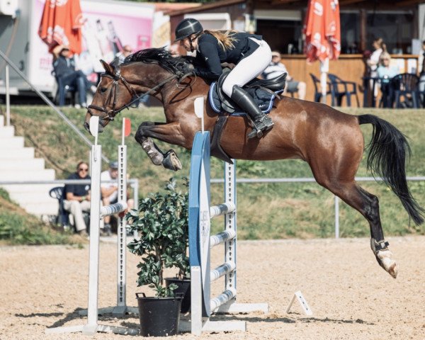 Springpferd Gentleman Jack 5 (KWPN (Niederländisches Warmblut), 2015, von Ginus)