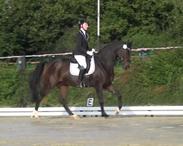 Reitturnier Lohmar-Hausdorp 2015