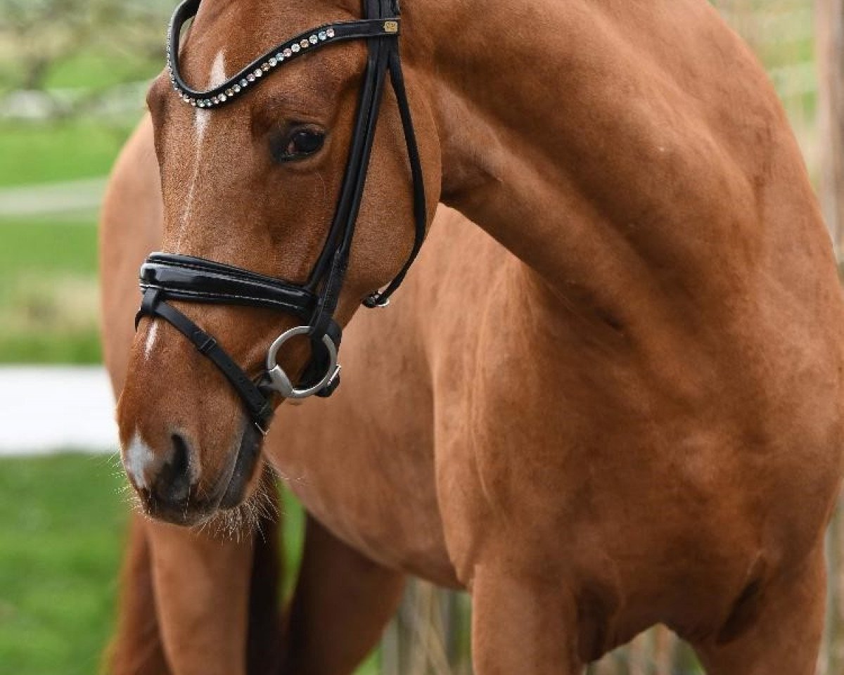 horse Dear Henry (German Riding Pony, 2016, from Steendiek's FS Dali)