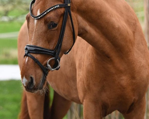 horse Dear Henry (German Riding Pony, 2016, from Steendiek's FS Dali)