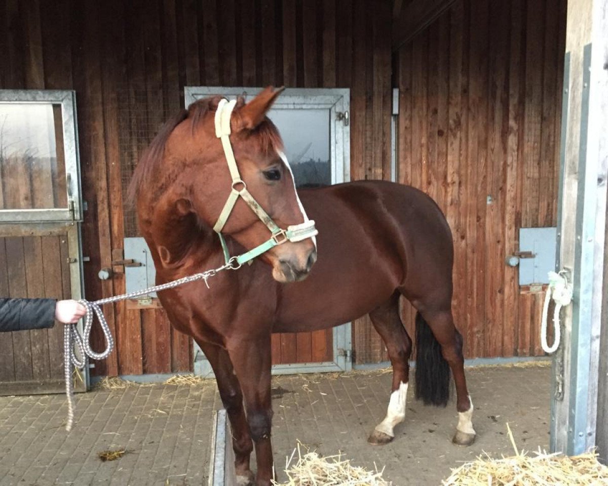 broodmare Ruby Dolores (Bavarian, 2008, from Don Diamond)