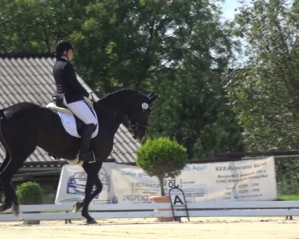 Reitturnier Lohmar-Hausdorp 2015
