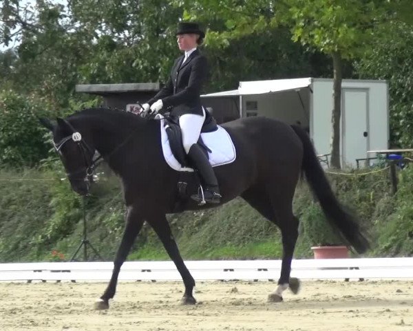 Reitturnier Lohmar-Hausdorp 2015