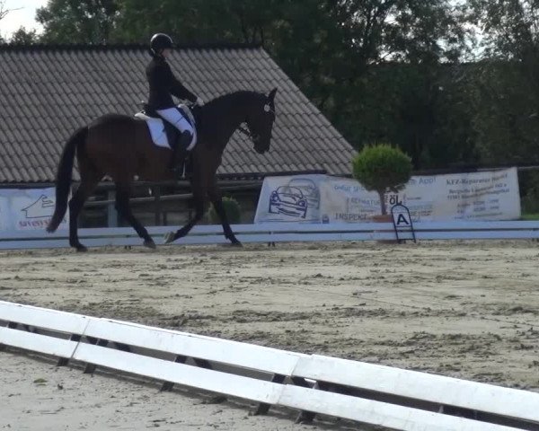 Reitturnier Lohmar-Hausdorp 2015