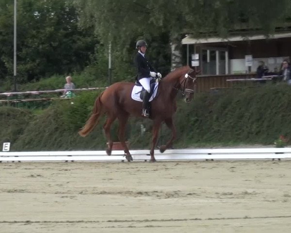 Reitturnier Lohmar-Hausdorp 2015