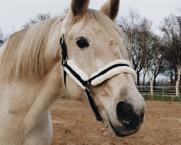 broodmare Memphis (Oldenburg, 2004, from Royal Diamond)