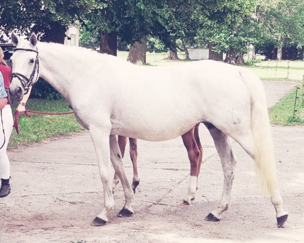 broodmare Dolce Vita (Hanoverian, 2001, from Dacaprio)