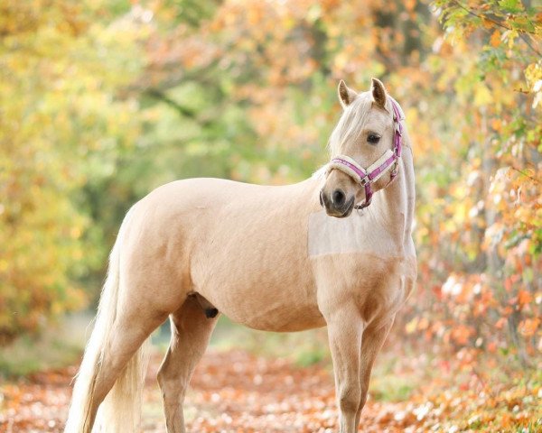 dressage horse Golden Dreamcatcher (German Riding Pony, 2015, from HET Golden Dream)