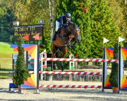 Springpferd Cally 23 (Holsteiner, 2012, von Canto)