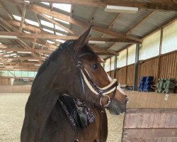 jumper Brown Berry (Hanoverian, 2011, from Bonifatius)